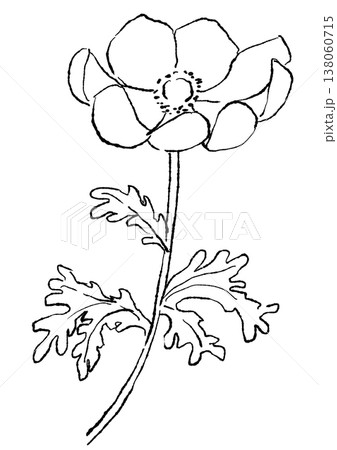 咲き誇るアネモネの花の手描きの線画イラスト 138060715