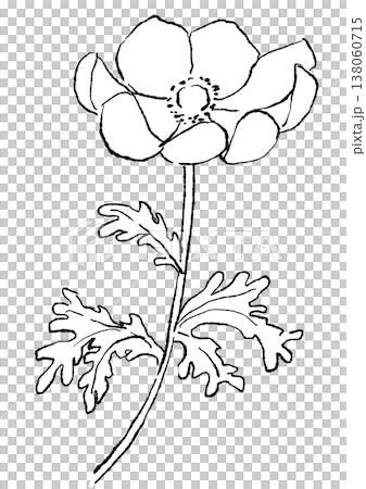 A hand-drawn line art illustration of blooming anemone flowers. 138060715