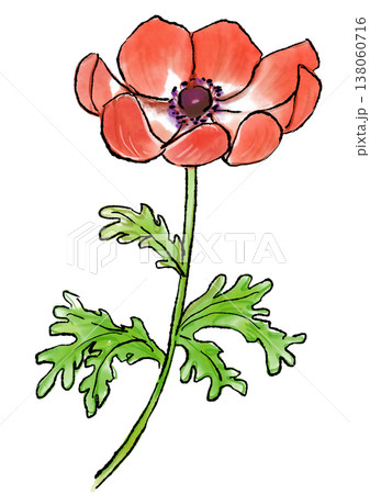 咲き誇る赤いアネモネの花の手描きの線画と水彩イラスト 咲き誇る赤いアネモネの花の手描きの線画と水彩イラスト 138060716