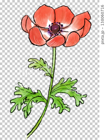 Hand-drawn line art and watercolor illustration of blooming red anemone flowers. 138060716