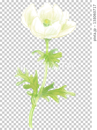 A hand-painted watercolor illustration of blooming white anemone flowers. 138060717