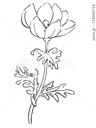 咲き誇る白いアネモネの花の手描きの線画イラスト 咲き誇る白いアネモネの花の手描きの線画イラスト 138060718
