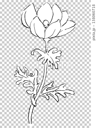 咲き誇る白いアネモネの花の手描きの線画イラスト 咲き誇る白いアネモネの花の手描きの線画イラスト 138060718