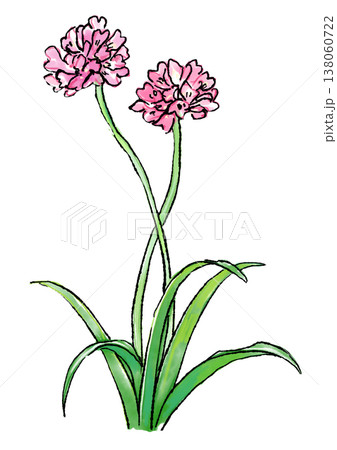咲き誇るアルメリアの花の手描きの線画と水彩イラスト 138060722