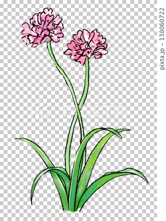 咲き誇るアルメリアの花の手描きの線画と水彩イラスト 138060722