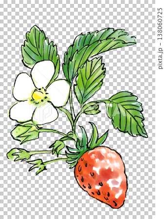 Hand-drawn line art and watercolor illustration of blooming strawberry blossoms 138060725