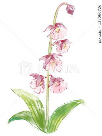 咲き誇るエビネの花の手描きの水彩イラスト 138060726