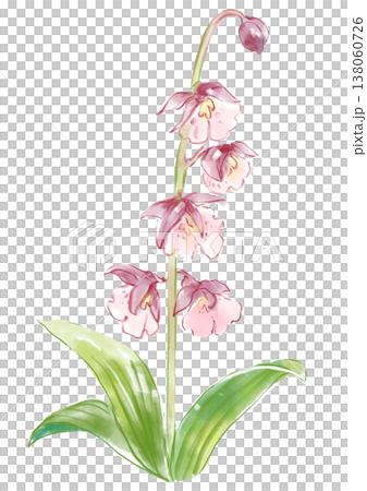 咲き誇るエビネの花の手描きの水彩イラスト 138060726