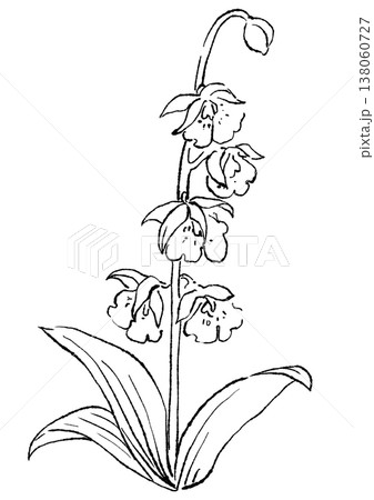 咲き誇るエビネの花の手描きの線画イラスト 咲き誇るエビネの花の手描きの線画イラスト 138060727