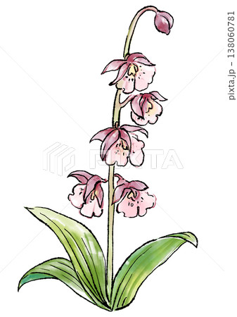 咲き誇るエビネの花の手描きの線画と水彩イラスト 138060781