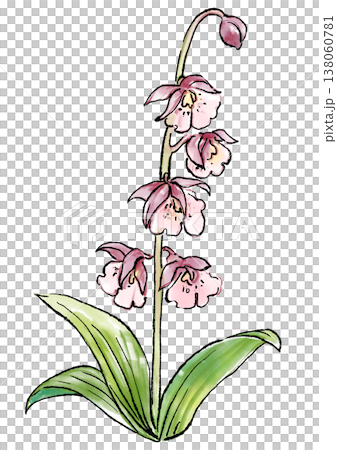 咲き誇るエビネの花の手描きの線画と水彩イラスト 138060781