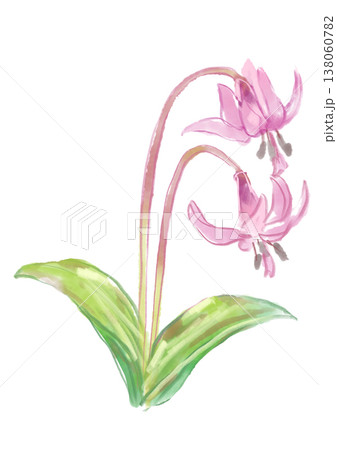 咲き誇るカタクリの花の手描きの水彩イラスト 咲き誇るカタクリの花の手描きの水彩イラスト 138060782