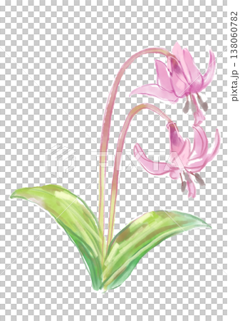 咲き誇るカタクリの花の手描きの水彩イラスト 咲き誇るカタクリの花の手描きの水彩イラスト 138060782