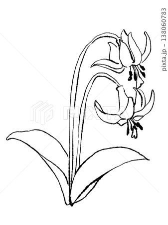 咲き誇るカタクリの花の手描きの線画イラスト 咲き誇るカタクリの花の手描きの線画イラスト 138060783