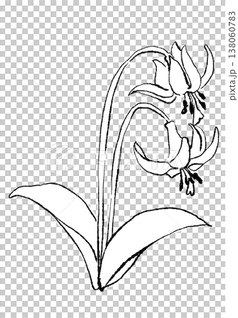 咲き誇るカタクリの花の手描きの線画イラスト 咲き誇るカタクリの花の手描きの線画イラスト 138060783