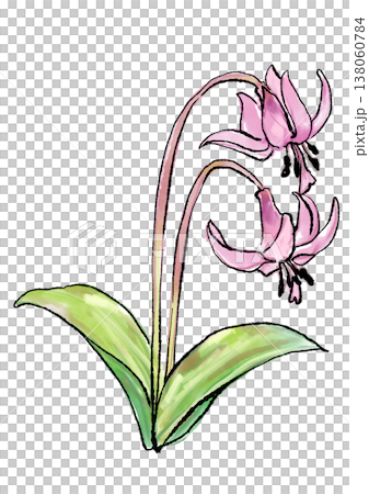 Hand-drawn line art and watercolor illustration of blooming dogtooth violet flowers 138060784
