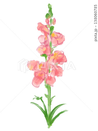 咲き誇るキンギョソウの花の手描きの水彩イラスト 138060785