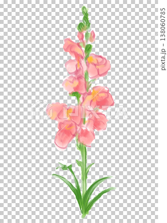 咲き誇るキンギョソウの花の手描きの水彩イラスト 138060785