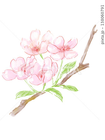 咲き誇るサクラ(ソメイヨシノ)の花の手描きの水彩イラスト 咲き誇るサクラ(ソメイヨシノ)の花の手描きの水彩イラスト 138060791