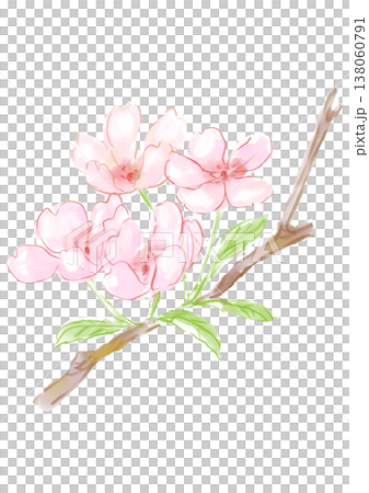 咲き誇るサクラ(ソメイヨシノ)の花の手描きの水彩イラスト 咲き誇るサクラ(ソメイヨシノ)の花の手描きの水彩イラスト 138060791