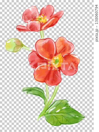 A hand-painted watercolor illustration of blooming cherry blossom radish flowers. 138060794