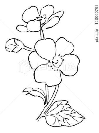 咲き誇るサクラダイコンソウの花の手描きの線画イラスト 咲き誇るサクラダイコンソウの花の手描きの線画イラスト 138060795