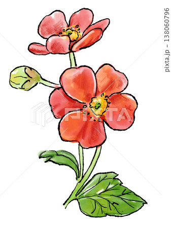 咲き誇るサクラダイコンソウの花の手描きの線画と水彩イラスト 咲き誇るサクラダイコンソウの花の手描きの線画と水彩イラスト 138060796