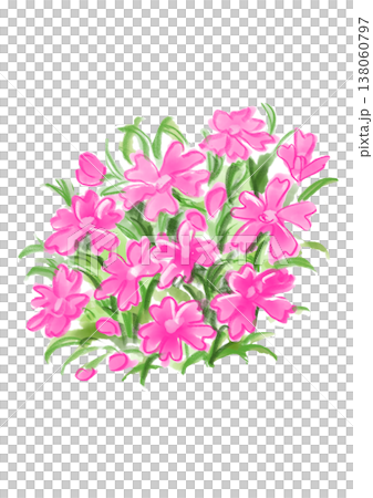一幅手繪水彩插圖，描繪了盛開的苔蘚福祿考花。 138060797