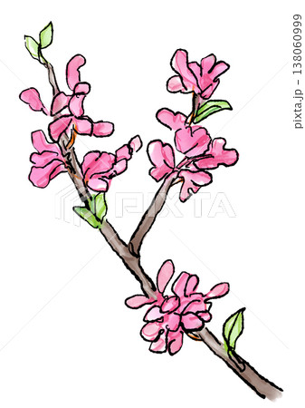 咲き誇るハナズオウの花の手描きの線画と水彩イラスト 138060999