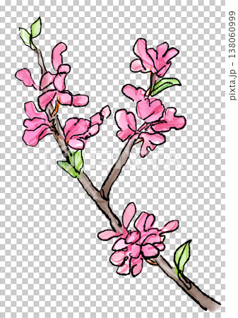 咲き誇るハナズオウの花の手描きの線画と水彩イラスト 138060999