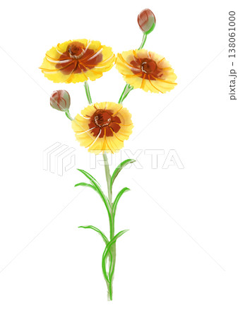 咲き誇るハルシャギクの花の手描きの水彩イラスト 咲き誇るハルシャギクの花の手描きの水彩イラスト 138061000