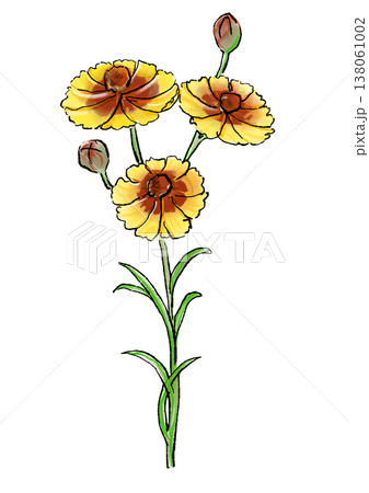 咲き誇るハルシャギクの花の手描きの線画と水彩イラスト 138061002