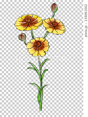 咲き誇るハルシャギクの花の手描きの線画と水彩イラスト 138061002