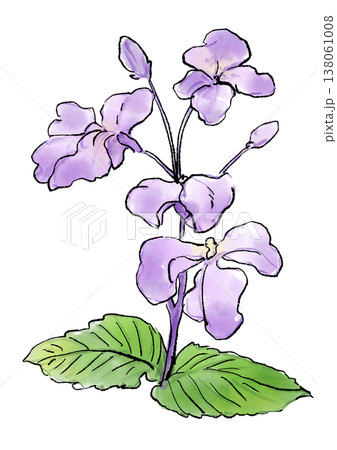 咲き誇るムラサキハナナの花の手描きの線画と水彩イラスト 138061008