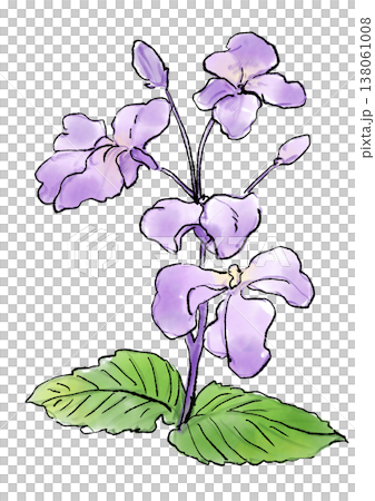 咲き誇るムラサキハナナの花の手描きの線画と水彩イラスト 138061008