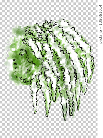 咲き誇るユキヤナギの花の手描きの線画と水彩イラスト 咲き誇るユキヤナギの花の手描きの線画と水彩イラスト 138061014