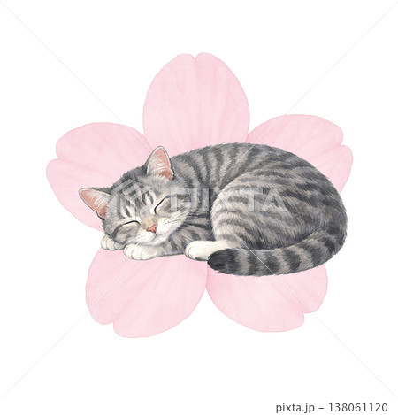 桜の花と眠る猫のシンプル素材 春のナチュラル癒しイメージ 白背景 138061120
