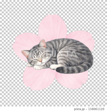桜の花と眠る猫のシンプル素材 春のナチュラル癒しイメージ 白背景 138061120