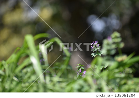 雑草帯のホトケノザ 雑草帯のホトケノザ 138061204