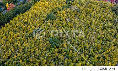 NOV 28 2025 Captures Sagano Bamboo Forest Pathway From Above 138061274