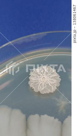 花びら状に広がる酵母菌のコロニー 138061467