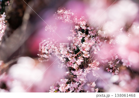 満開の枝垂れ桜と幻想的なピンク色のボケ 満開の枝垂れ桜と幻想的なピンク色のボケ 138061468