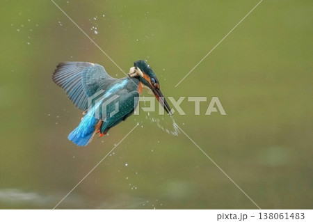 水飛沫をあげて飛び立つカワセミの躍動的な瞬間 水飛沫をあげて飛び立つカワセミの躍動的な瞬間 138061483