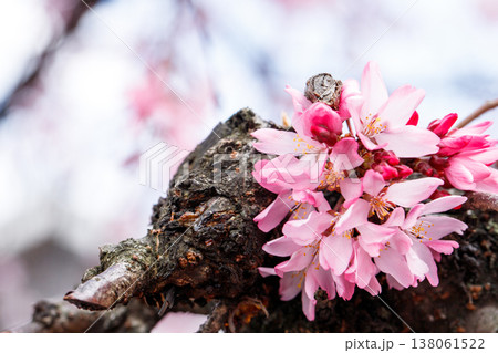 満開のしだれ桜 幹から咲く花 満開のしだれ桜 幹から咲く花 138061522