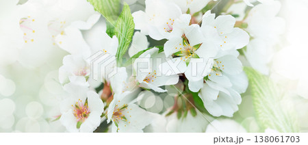 Jasmine flowers. Floral white background. Petals jasmine. Close-up. Nature. Jasmine flowers. Floral white background. Petals jasmine. Close-up. Nature. 138061703