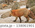 宮城蔵王キツネ村の可愛らしいキタキツネ 138061901