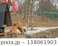 宮城蔵王キツネ村でのキタキツネの求愛行動の眺め 138061903