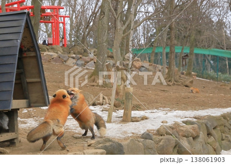 宮城蔵王キツネ村でのキタキツネの求愛行動の眺め 宮城蔵王キツネ村でのキタキツネの求愛行動の眺め 138061903