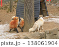 宮城蔵王キツネ村で求愛行動をするキタキツネ 138061904