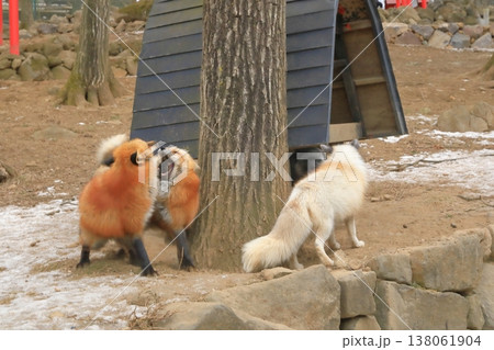 宮城蔵王キツネ村で求愛行動をするキタキツネ 宮城蔵王キツネ村で求愛行動をするキタキツネ 138061904